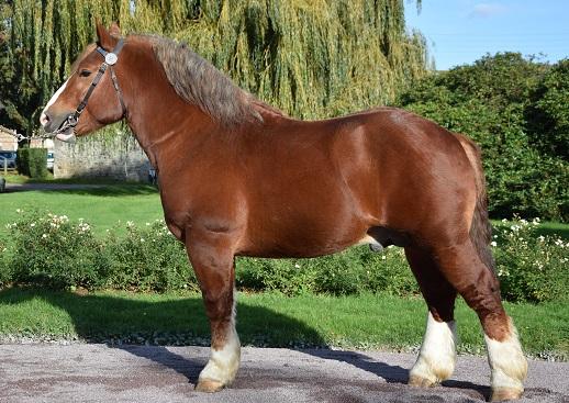 Fête du cheval de trait - Loudéac