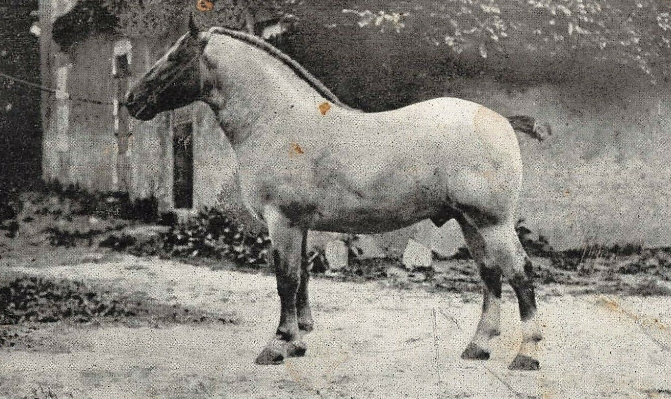 Fête du cheval de trait - Loudéac