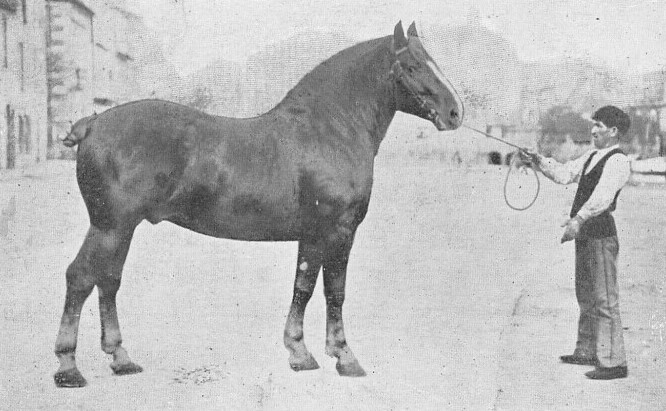 Fête du cheval de trait - Loudéac