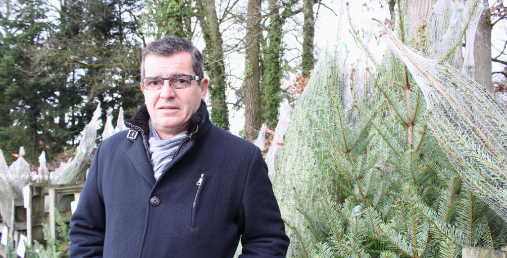 sapins de Noël