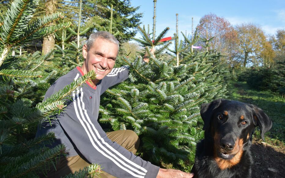 sapins de Noël
